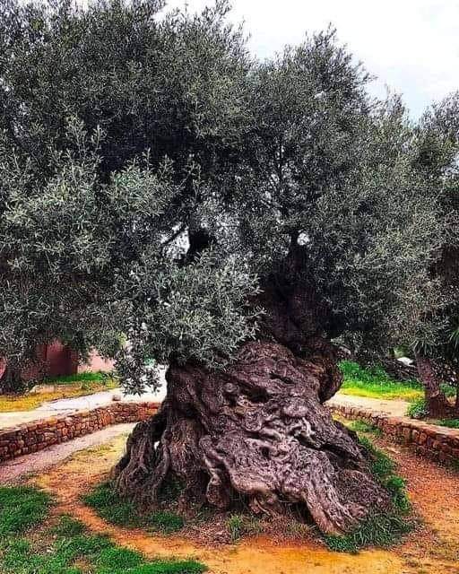 The Olive tree of Vouves in Crete, Greece is one of many oldest olive trees on this planet and it unexcited produces olives. It is some distance confirmed to be a minimal of 2000 years feeble per tree ring prognosis, then again or now not it’s claimed to be between 3000–4000 years feeble