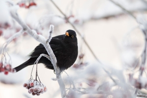 blackbird, bird, perched