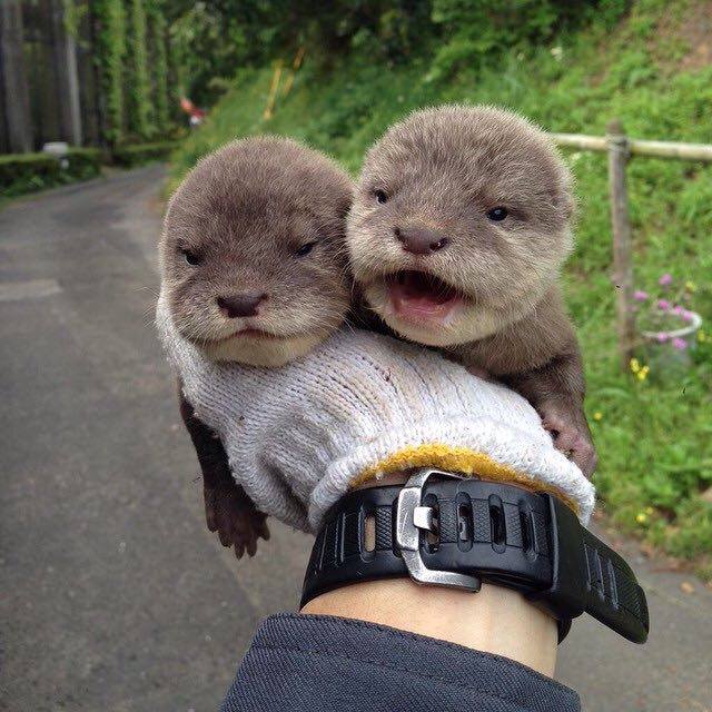 Enjoy some baby otters, every person