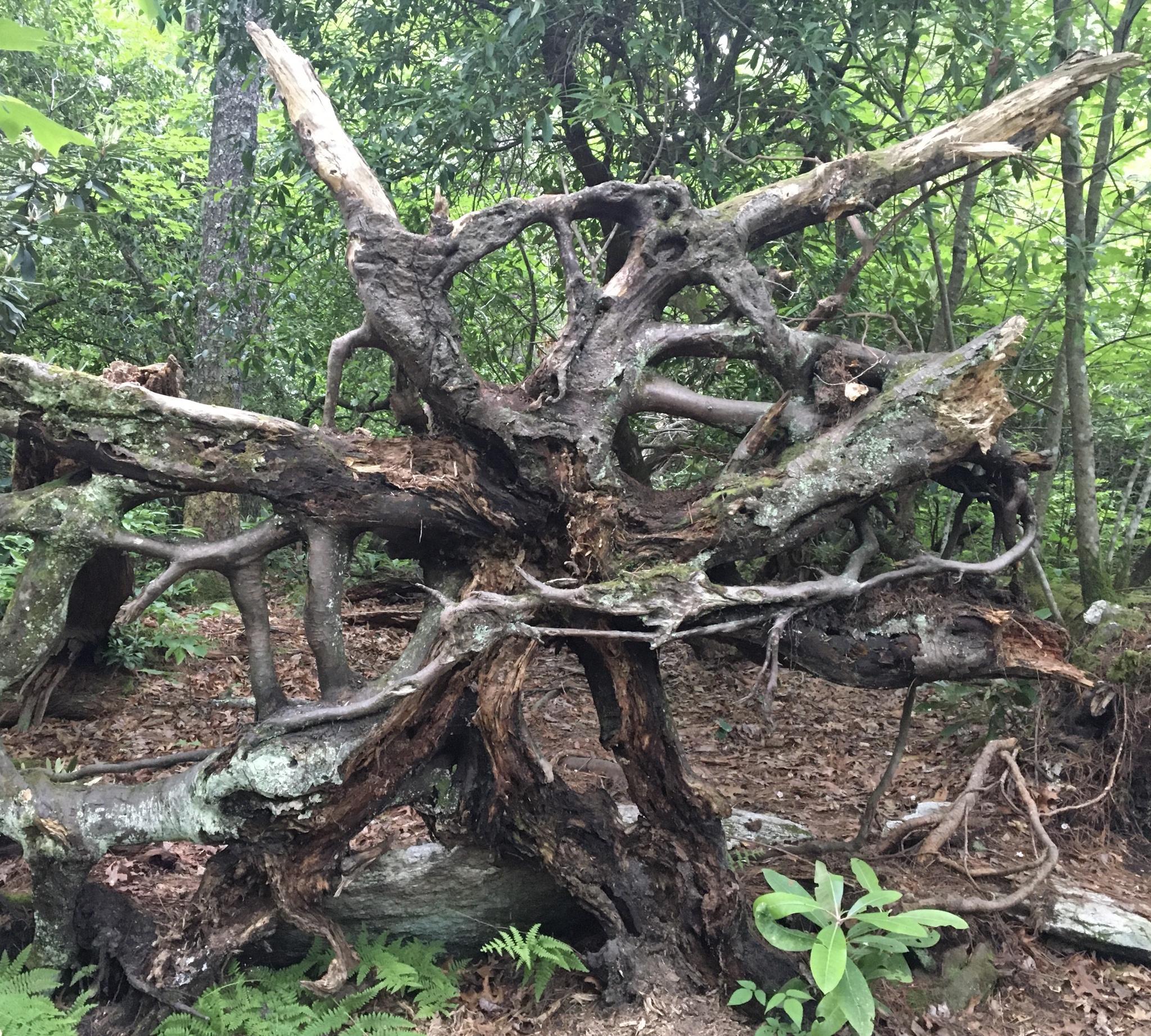 Tree Roots Grew Around Rocks