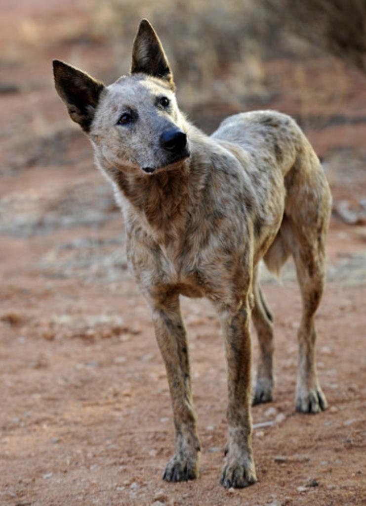 Dingo cattle dogs hybrid