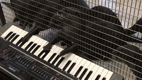 Lawful some otters playing keyboard…