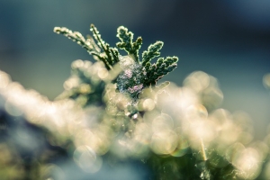 tree, frost, ice