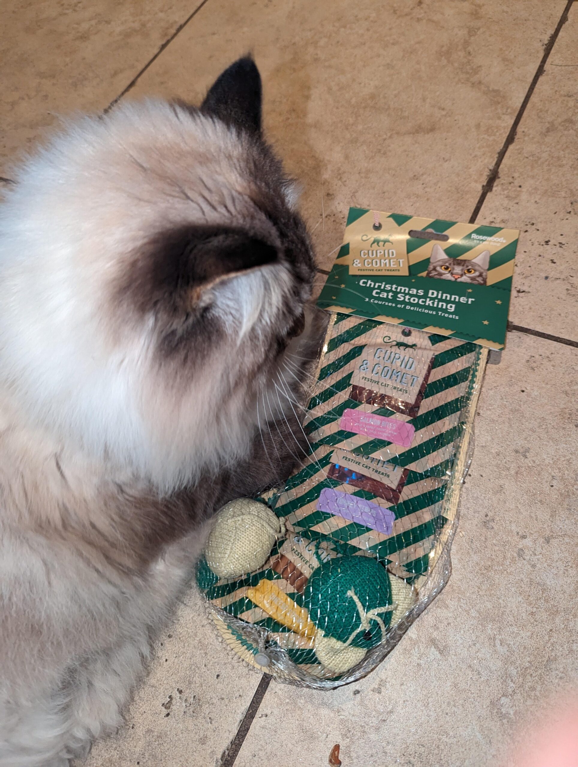 Secret Santa visited Max the cat as properly!