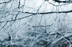branches, trees, cold