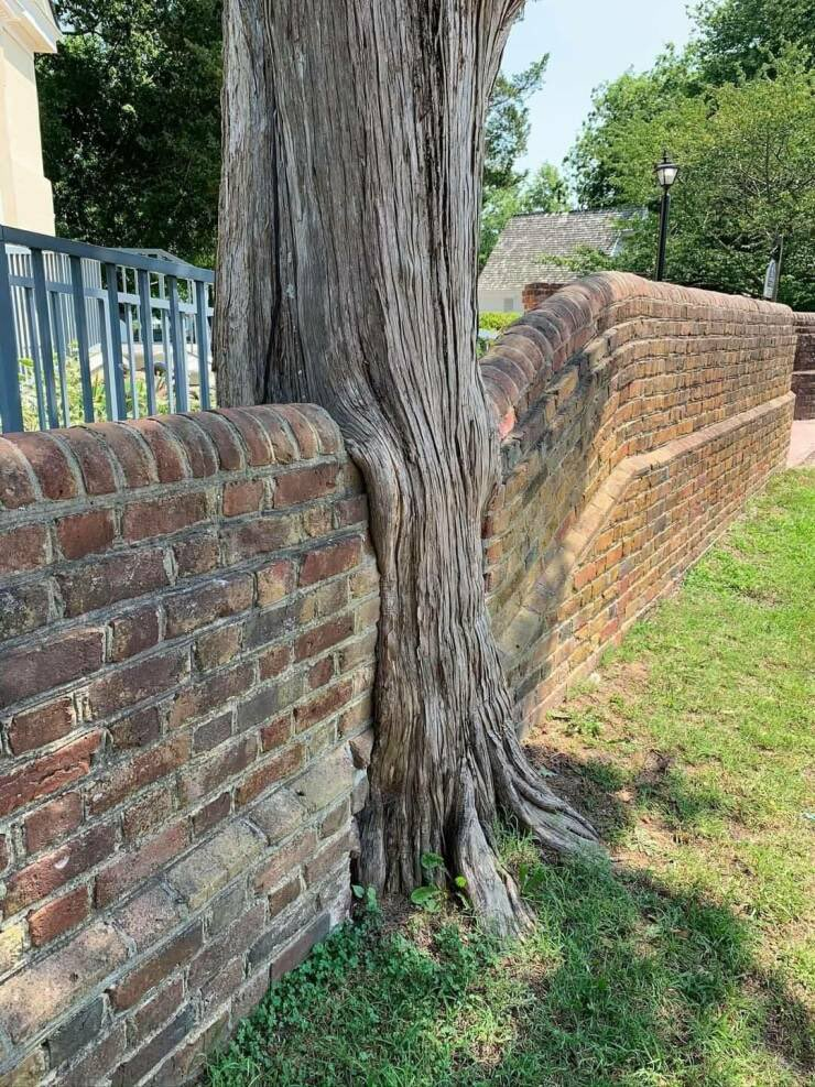 Tree astride a wall