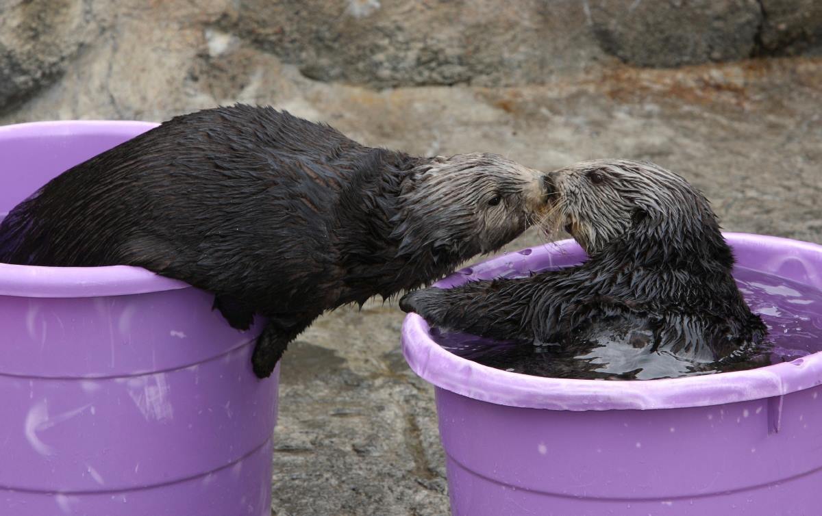 An otter kiss is on my bucket list!