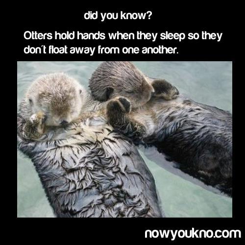 Rattling otters, and their adorableness.