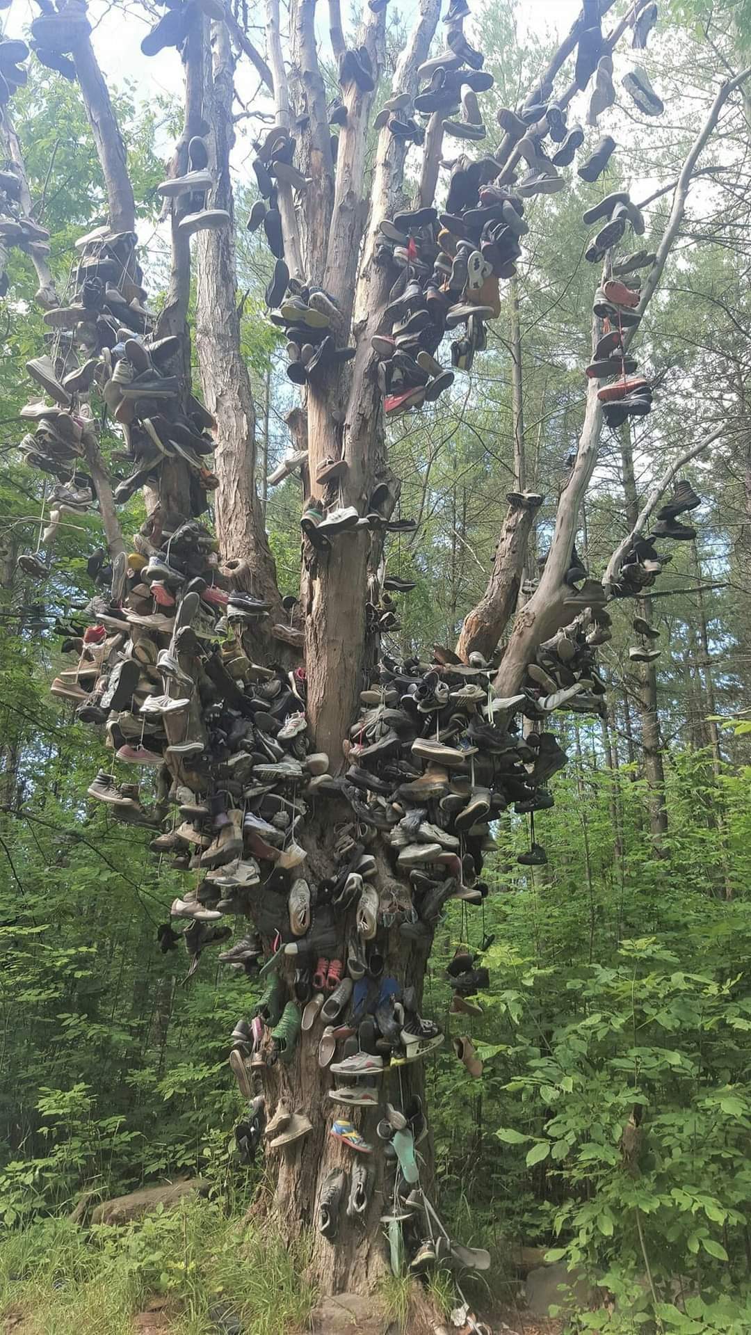 Hundred of Extinct Shoes Strung Over an Outmoded Ineffective Tree, Ontario Canada