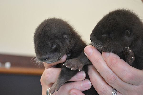 I hear Imgurians delight in otters, so here is about a newborns for your day-to-day cuteness overload.