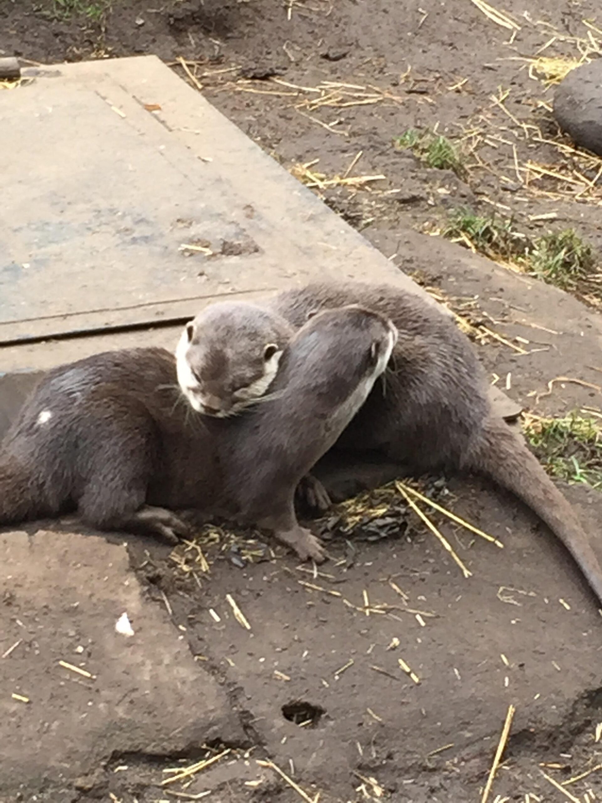 Edinburgh zoo’s otters feeling the fondness