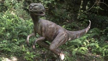 Florida woman claims she saw a diminutive bit one dinosaur…