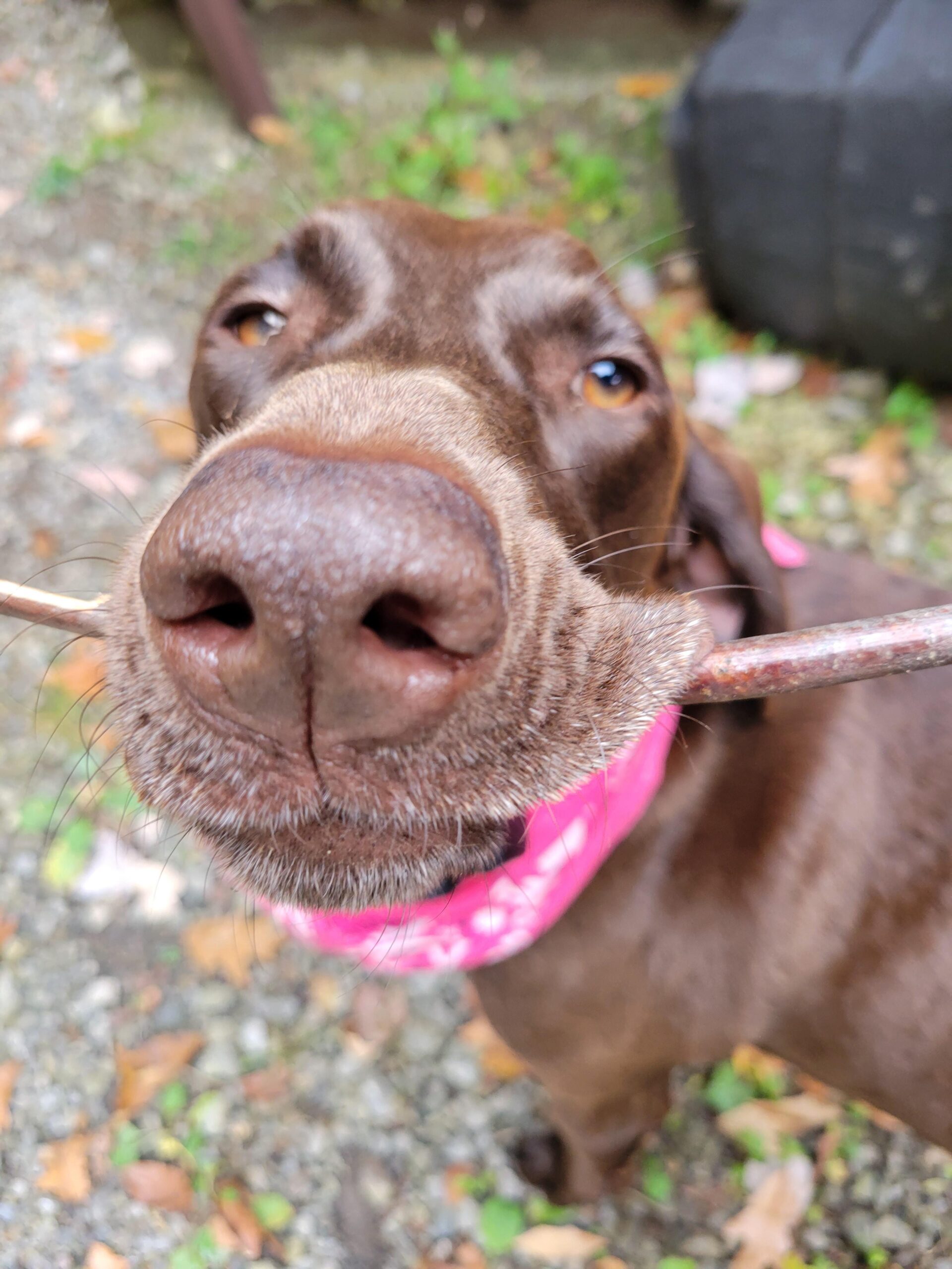 When sticks are existence, but you still need butt scritches