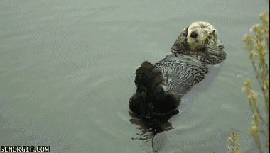 Otters cherish to be clear.