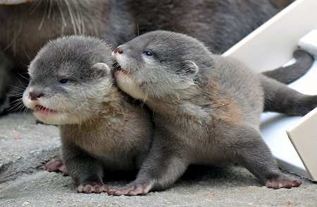 Otters are so rattling adorable
