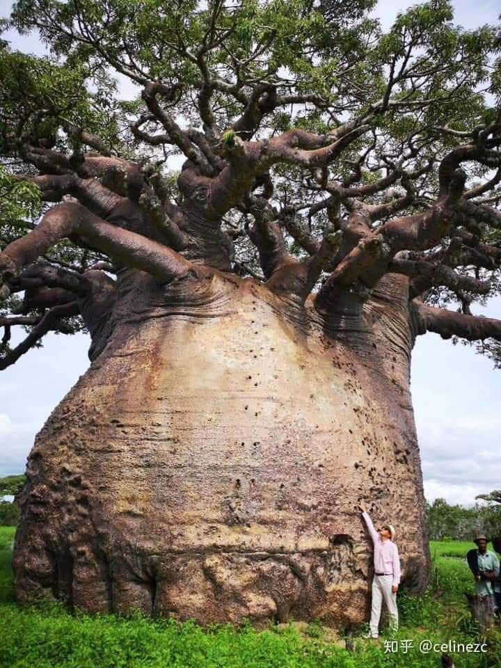 The “Tree of Existence” baobab or reniala