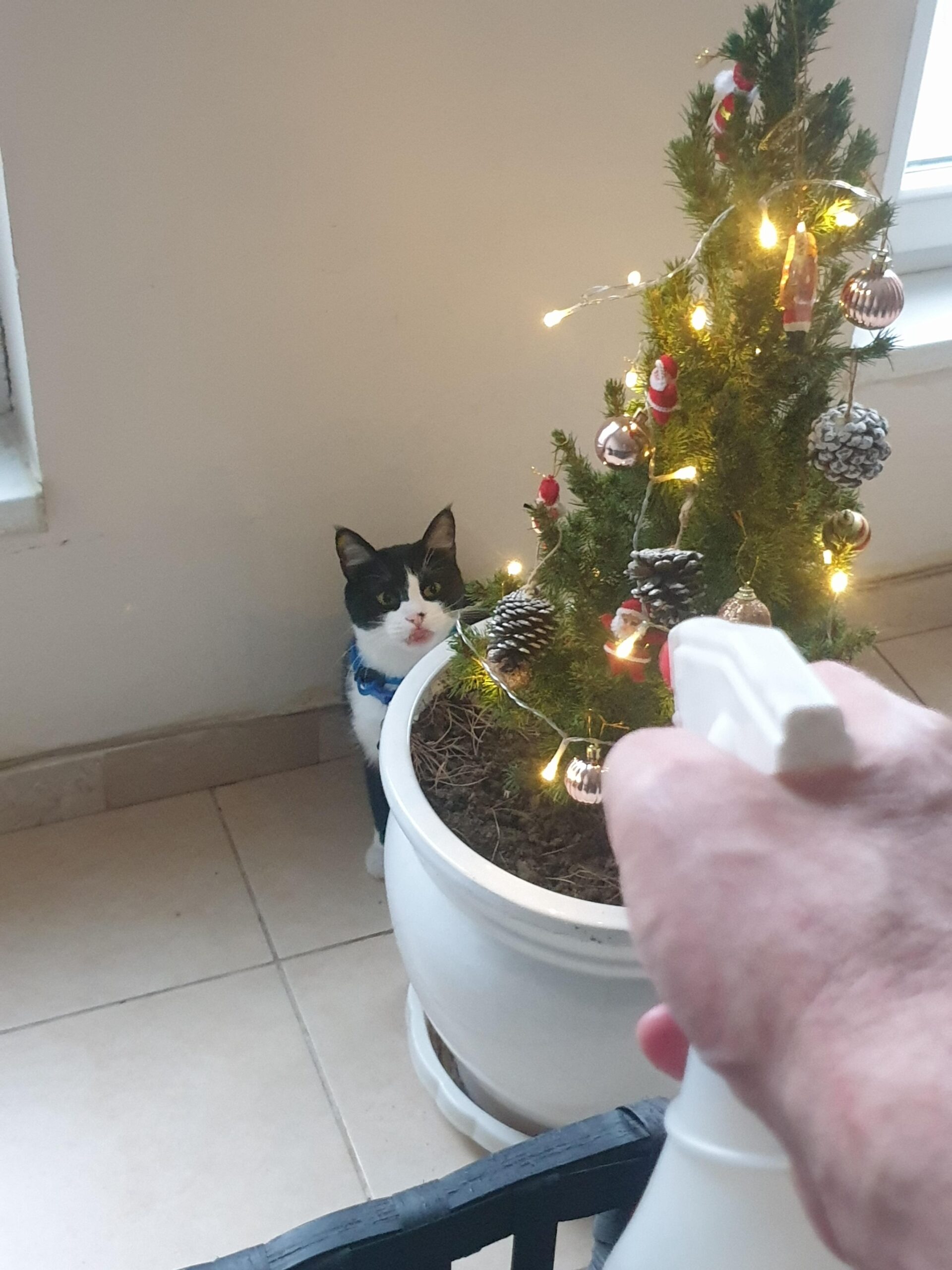 Kitty Christmas