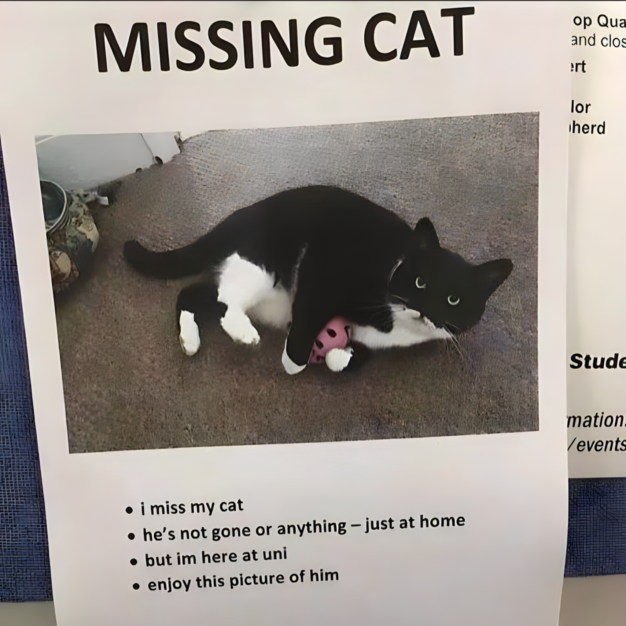 Missing cat.
