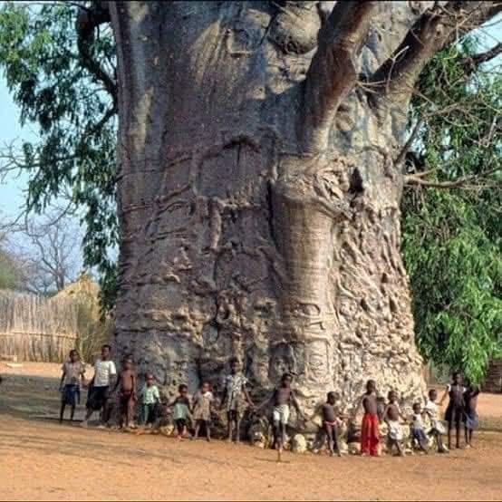 The oldest tree in Africa is the Sunland Baobab “Tree of Existence” in South Africa ??