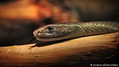 Black Mamba’s venom will also be dilapidated as a highly good painkiller