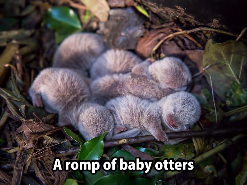 YOLO: Young Otters Taking a gape Odorable