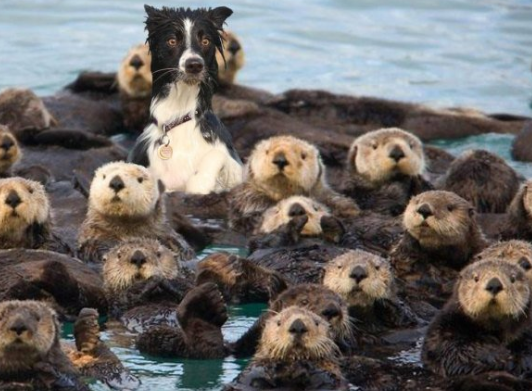 What if I order I am now no longer enjoy the otters…