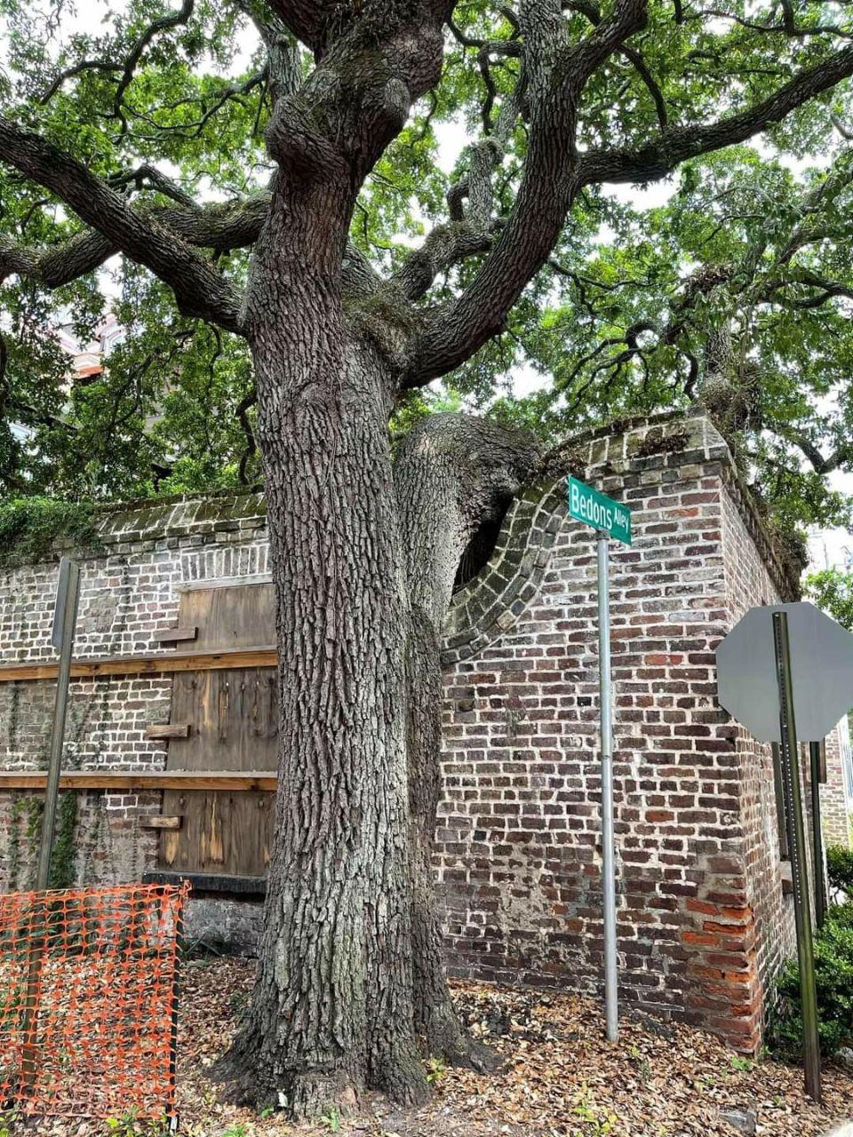 Charleston, SC. Intersection of Elliott Avenue and Bedons Alley. Observe on the formulation the old wall used to be constructed round the tree