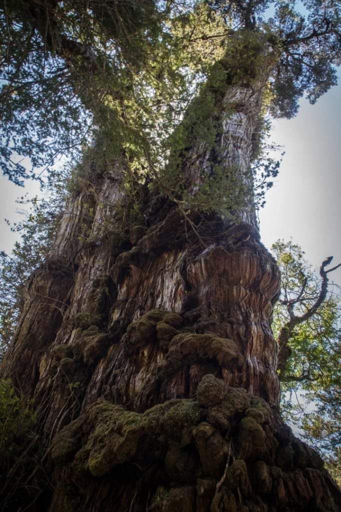 Is This Tree the Oldest In The World?