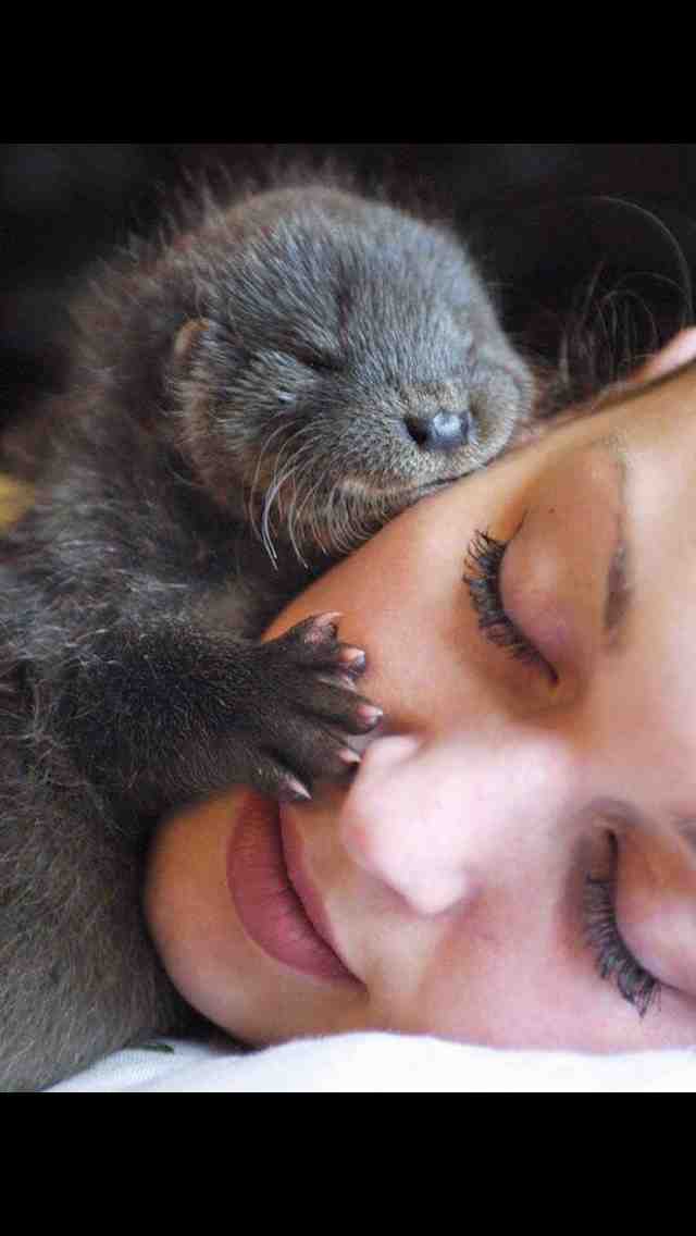Hug from an otter.