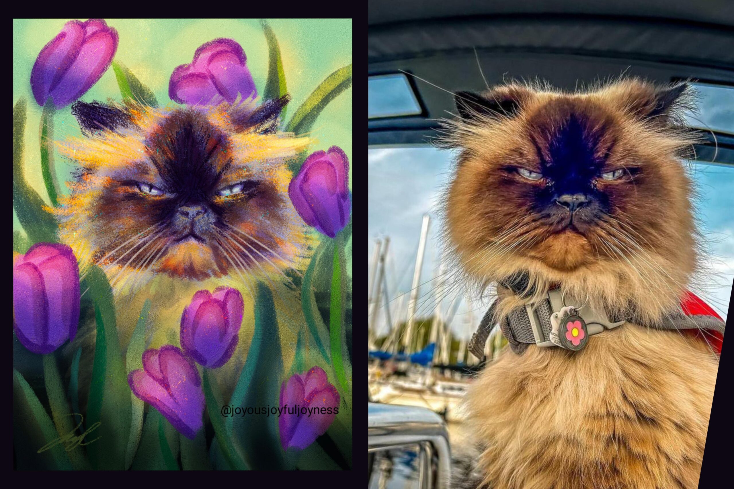 Marie the cat and tulips