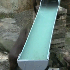 River otters at the Zoological & Botanical Garden in Ichikawa, Japan