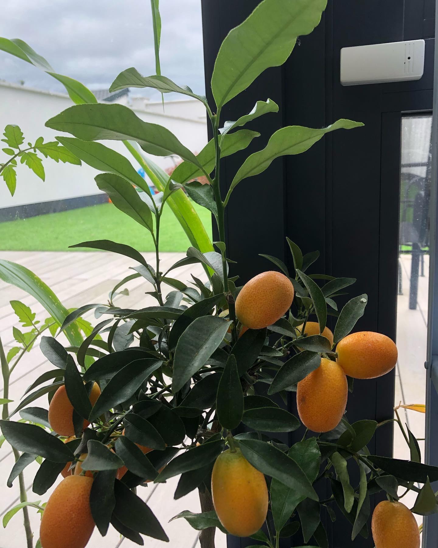 Kumquat Tree Mini Harvest