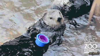 Much more otter gifs