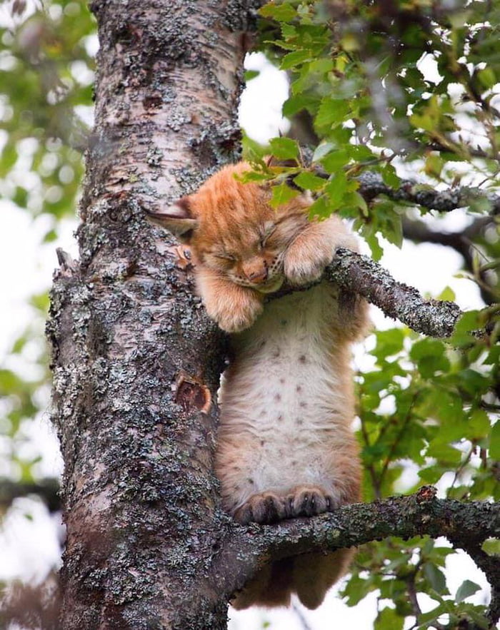 A infant lynx sound asleep in a tree.