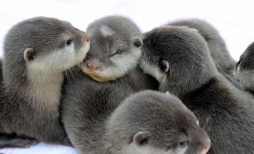 Factual a bunch of child otters snuggling