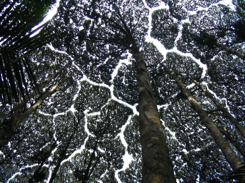 Crown shyness, is a phenomenon noticed in some tree species, by which the crowns of fully stocked bushes cease no longer contact each and every different, forming a veil with channel-treasure gaps.