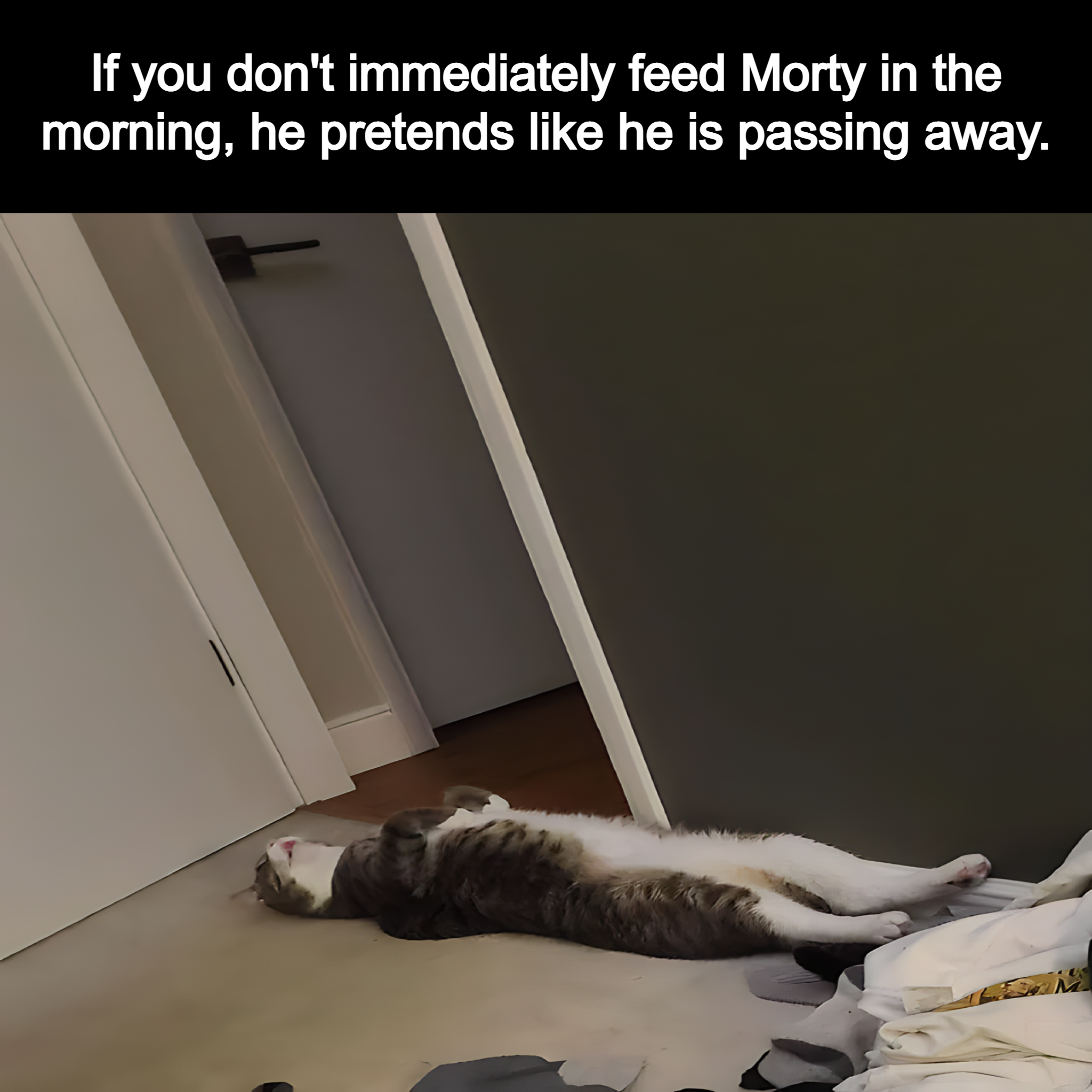 If you don’t feed Morty.