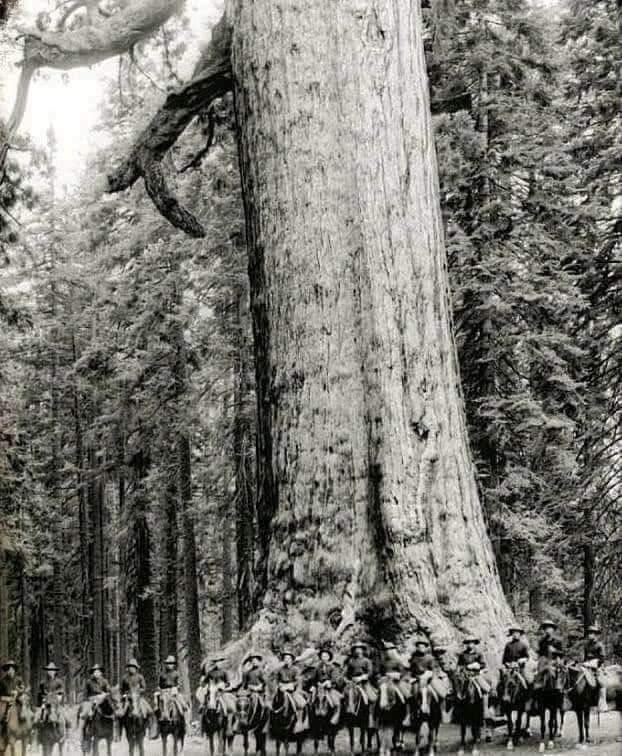 US cavalry soldiers pose in front of a tree is called the – Grizzly Broad – 1900. The tree mute stands.