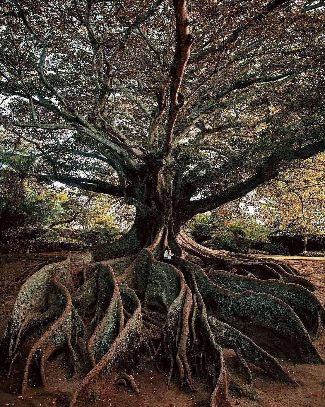 A Moreton Bay Fig tree, photographed within the Nationwide Tropical Botanical Garden in Kauai, Hawaii.
