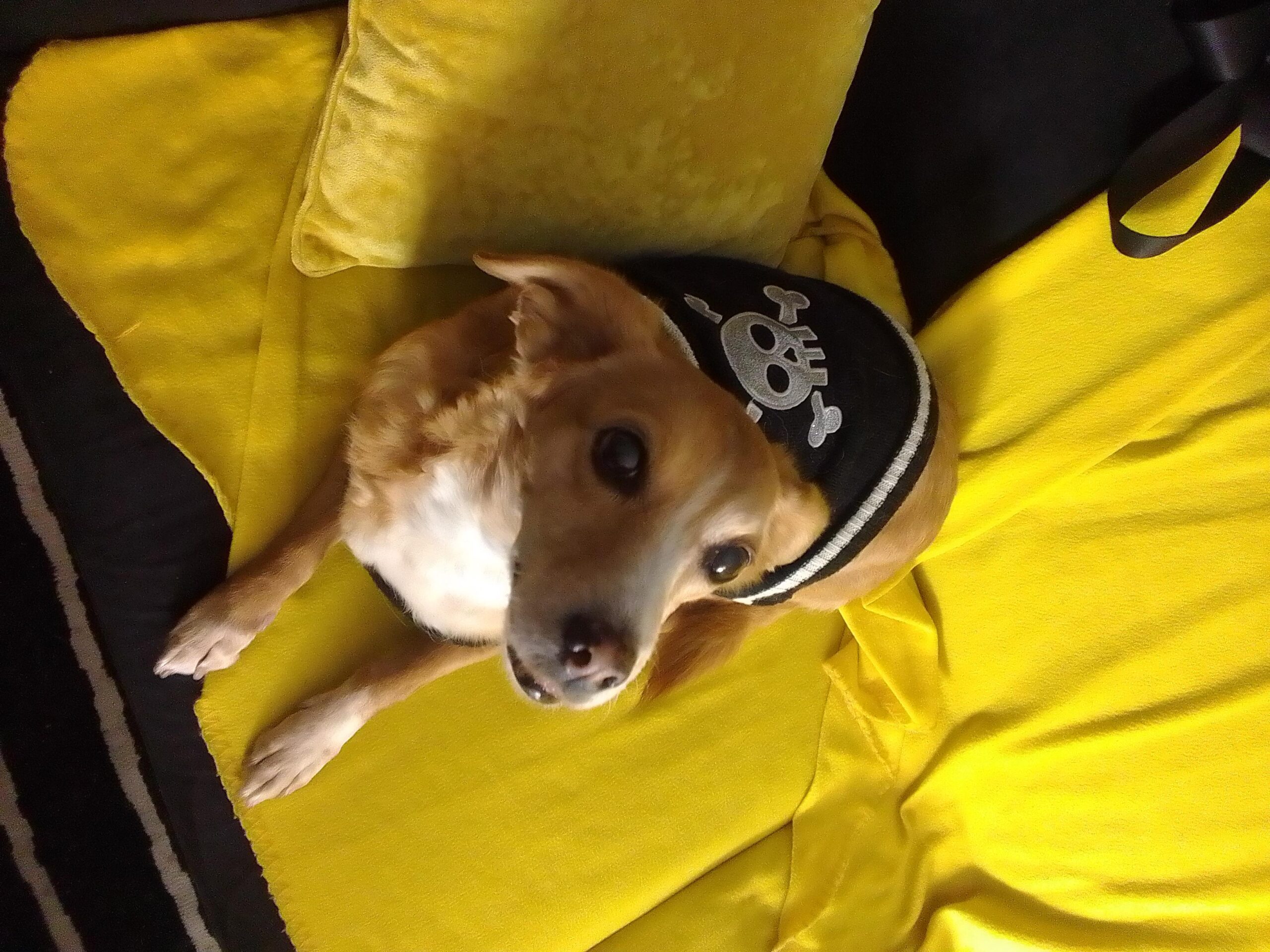 Leeloo the Romanian Pirate-Dog