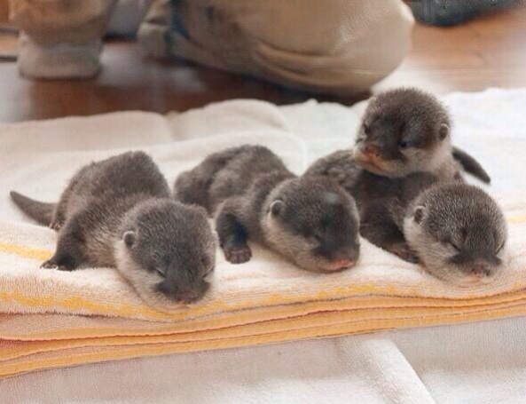 Youngster Otters!