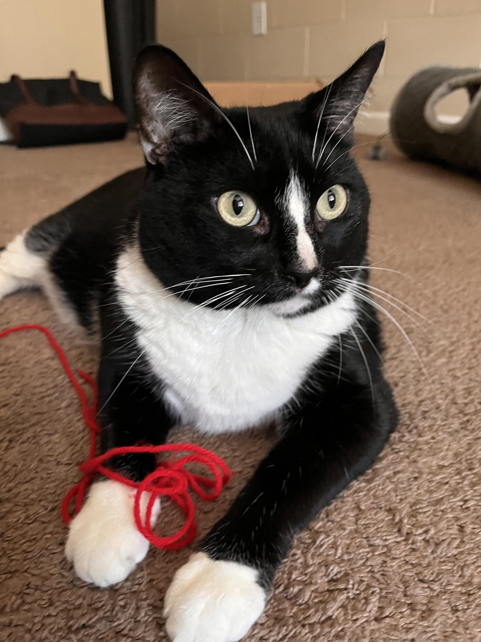 Real a cat and his string