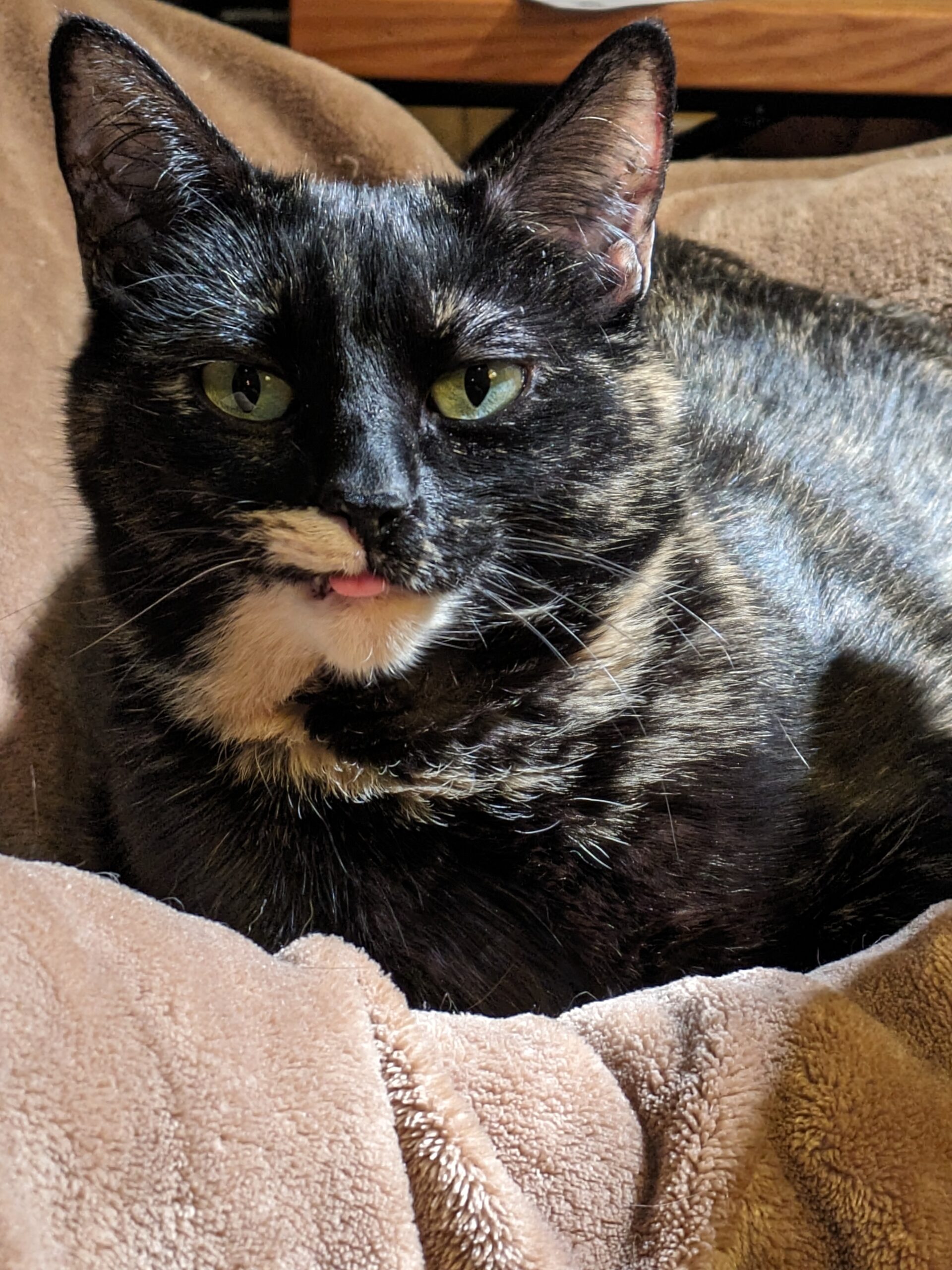 Smudge’s Tongue is Stuck