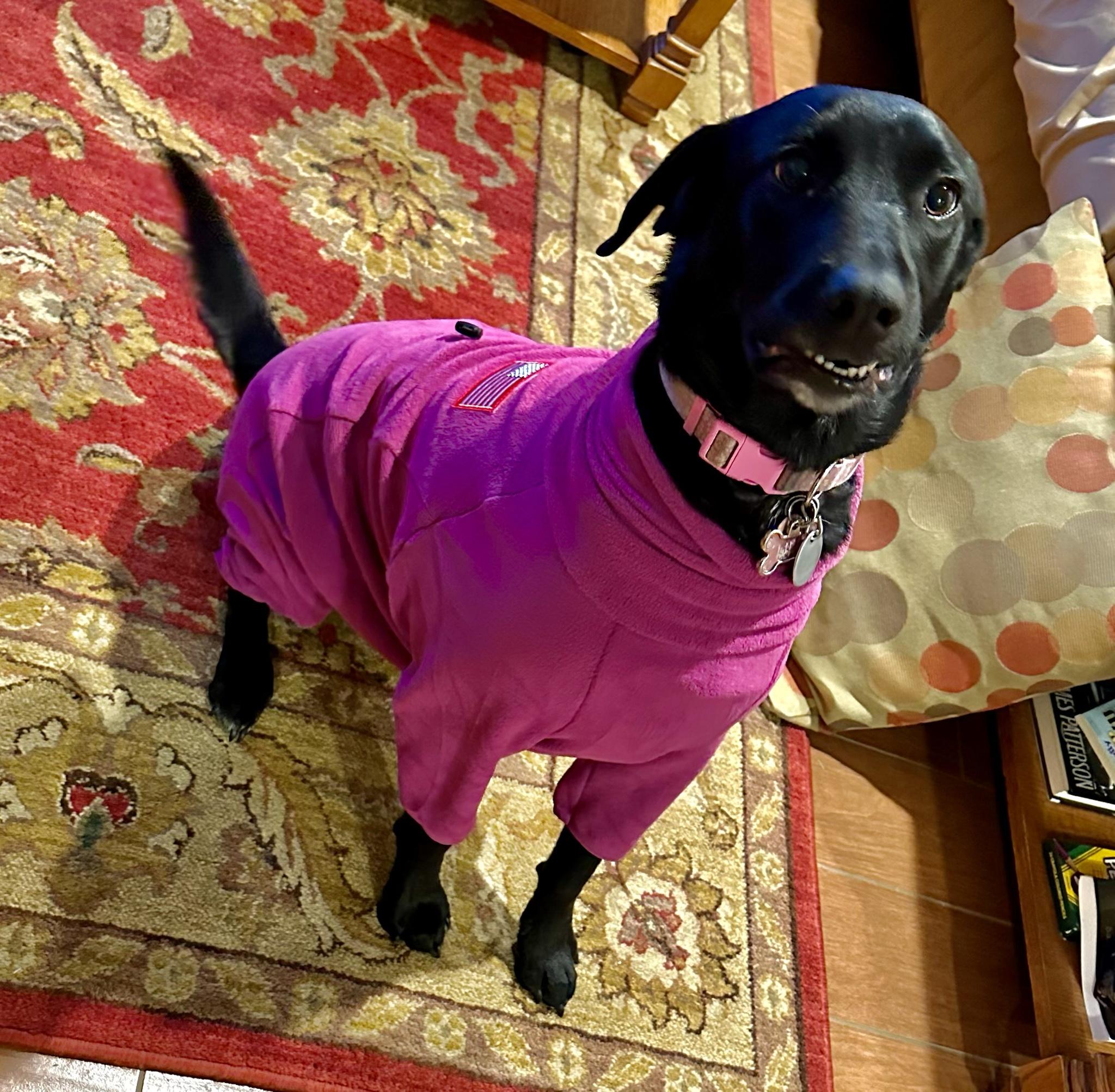 Our dog obtained a fresh coat for the certainly wintry days… I mediate she likes it