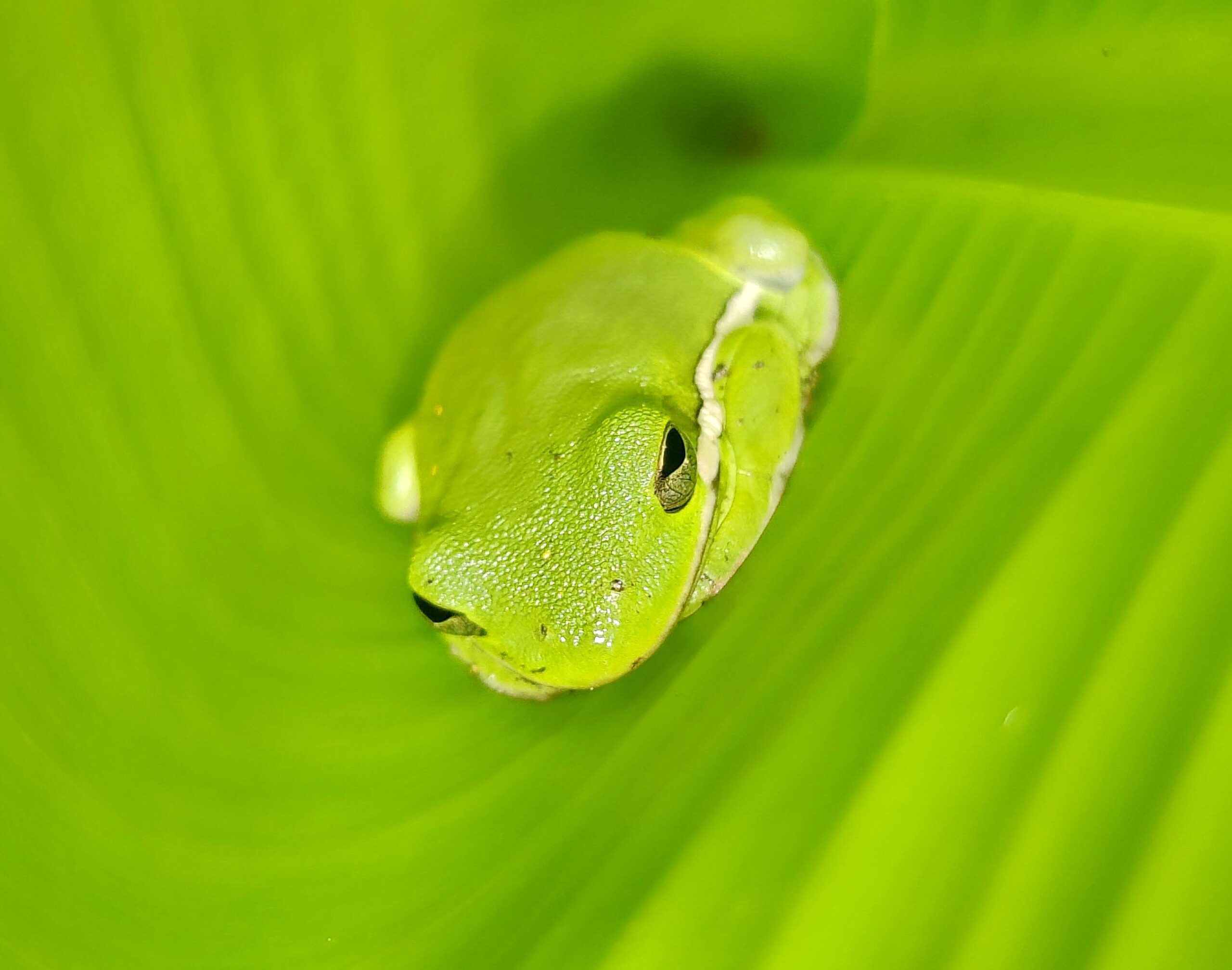 Green Tree frog