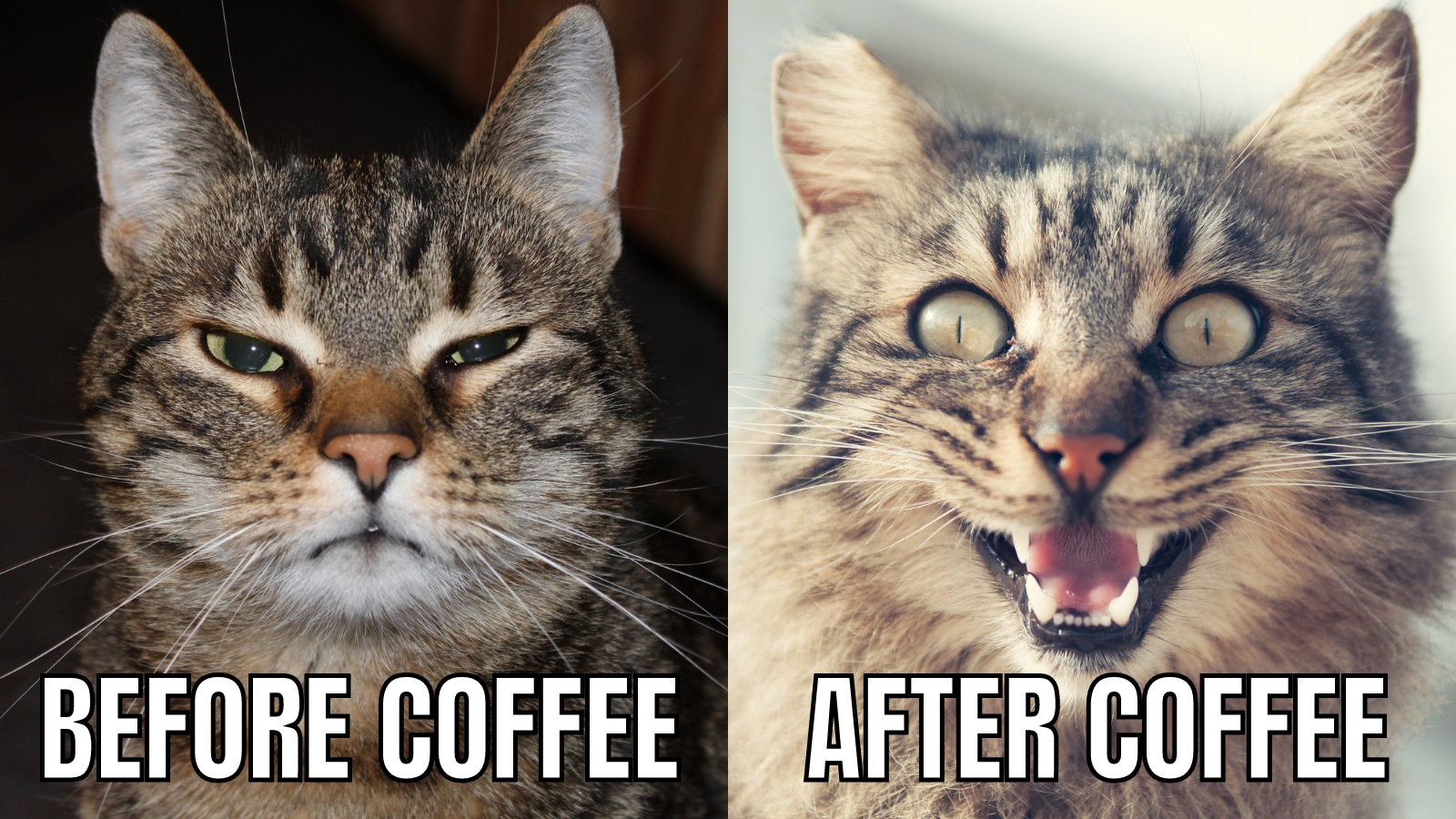 Certain Effects of Coffee