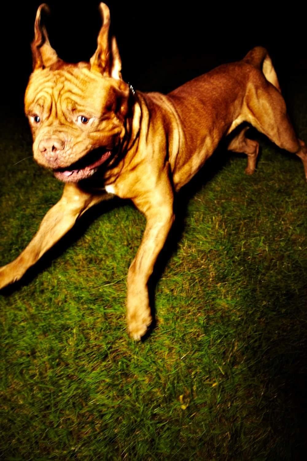 Or not it is droll having a stumble on dogue de Bordeaux working round