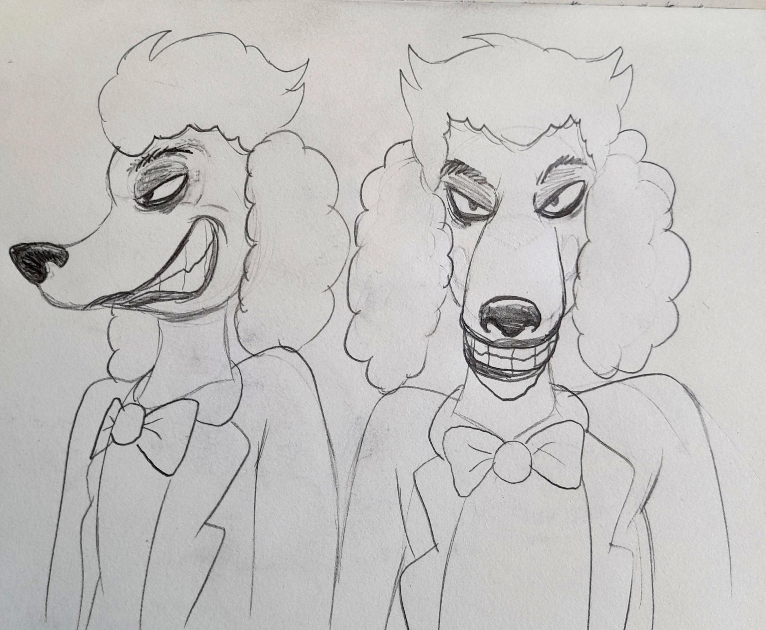 Joker poodle front and aspect profile