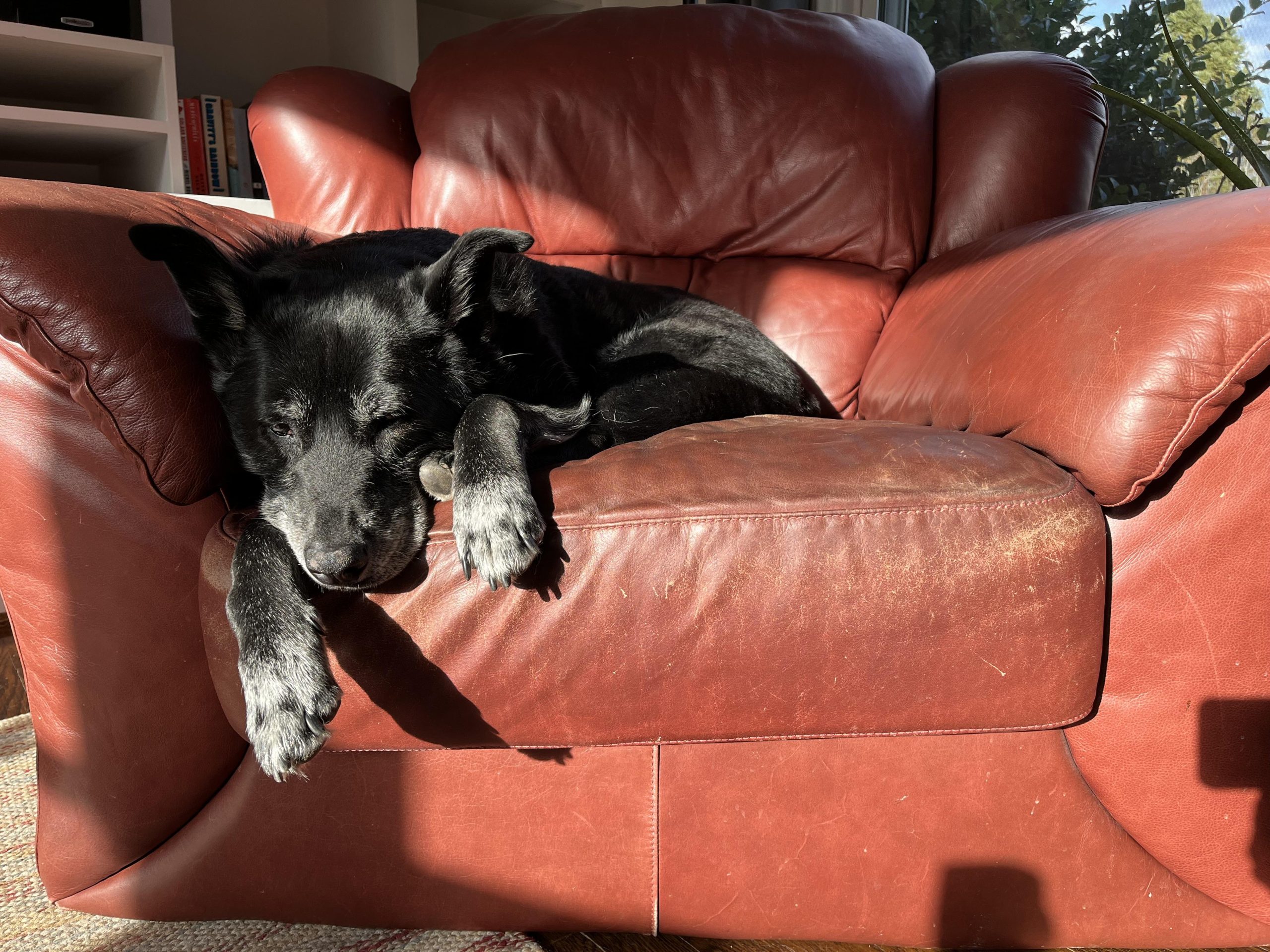 ancient man naps in sunbeam after substantial walkies