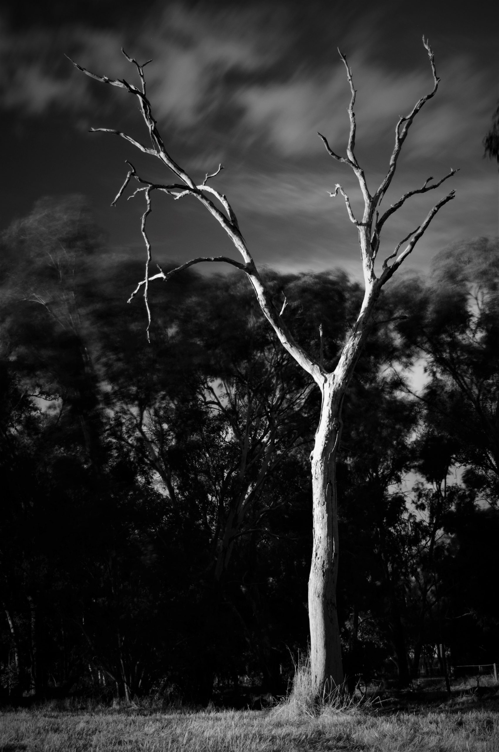 Ghostly tree